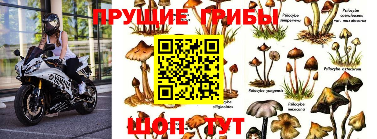 Псилоцибиновые грибы GOLDEN TEACHER Осинники